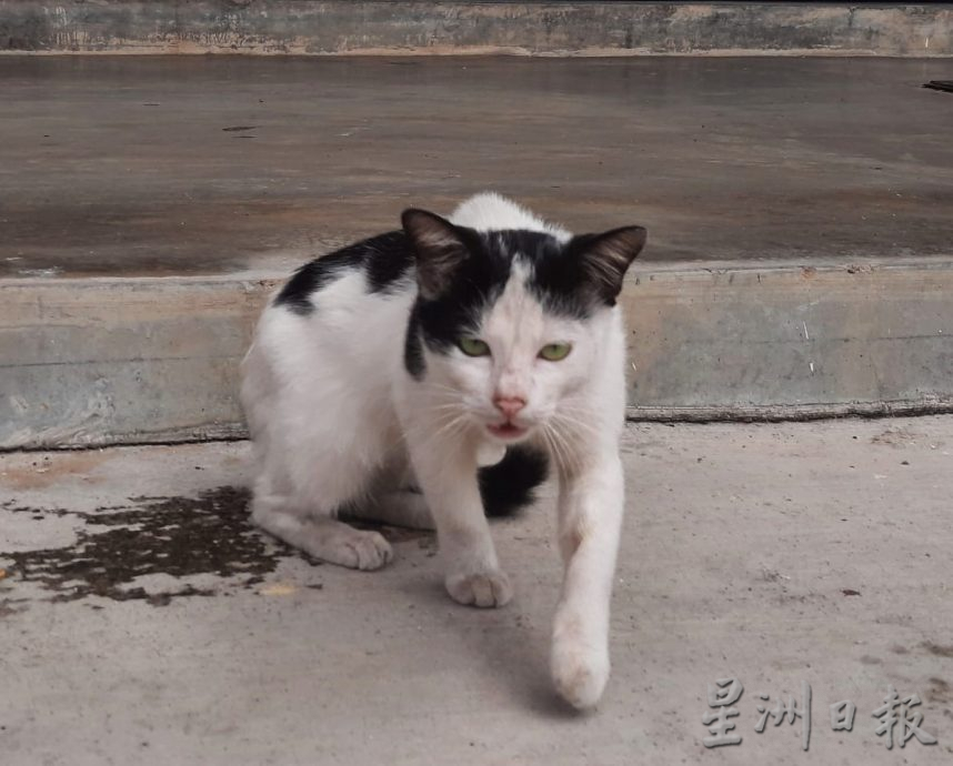 柔:【特稿】:东甲县会抓狗也捕猫 逾百扰民浪浪“落网