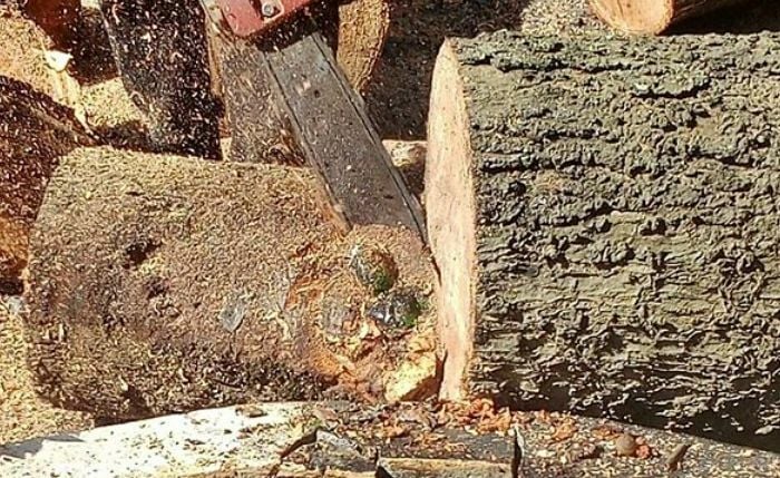  泰国寺庙芒果树下  “长”出百年佛像