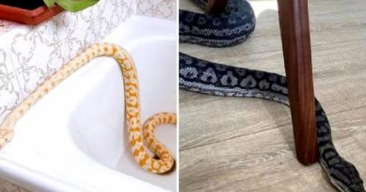 男子不甘被分手 怒扔女友宠物蛇