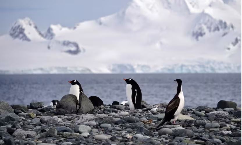南极地区首次发现H5N1禽流感 恐威胁企鹅生存