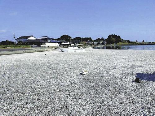 看世界)日本两县渔港涌现死亡沙甸鱼 专家推测遭大鱼追赶