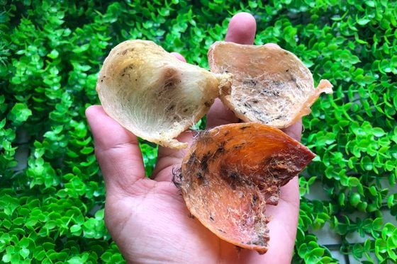 蔡羽/南中国海上的燕窝贸易