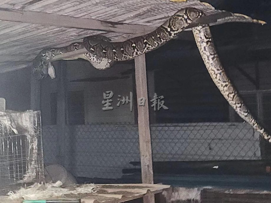 蟒蛇深夜造访 高挂木枋上被捕捉