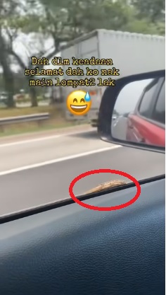 视频|壁虎紧贴车窗 乘客尖叫不断 网笑:它要搭免费顺风车