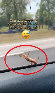 视频|壁虎紧贴车窗 乘客尖叫不断 网笑:它要搭免费顺风车