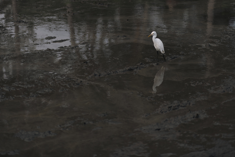 陈子韩／屹立不动