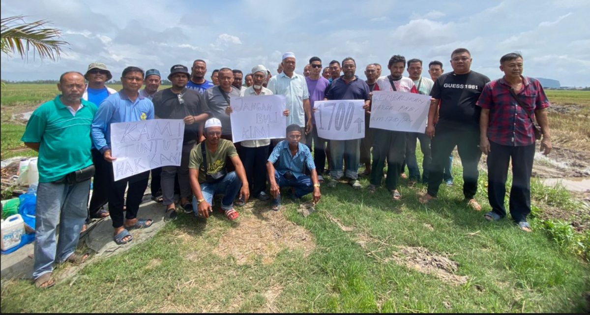 (全国版)不满收购价降至1200令吉,北马4州农民和平示威