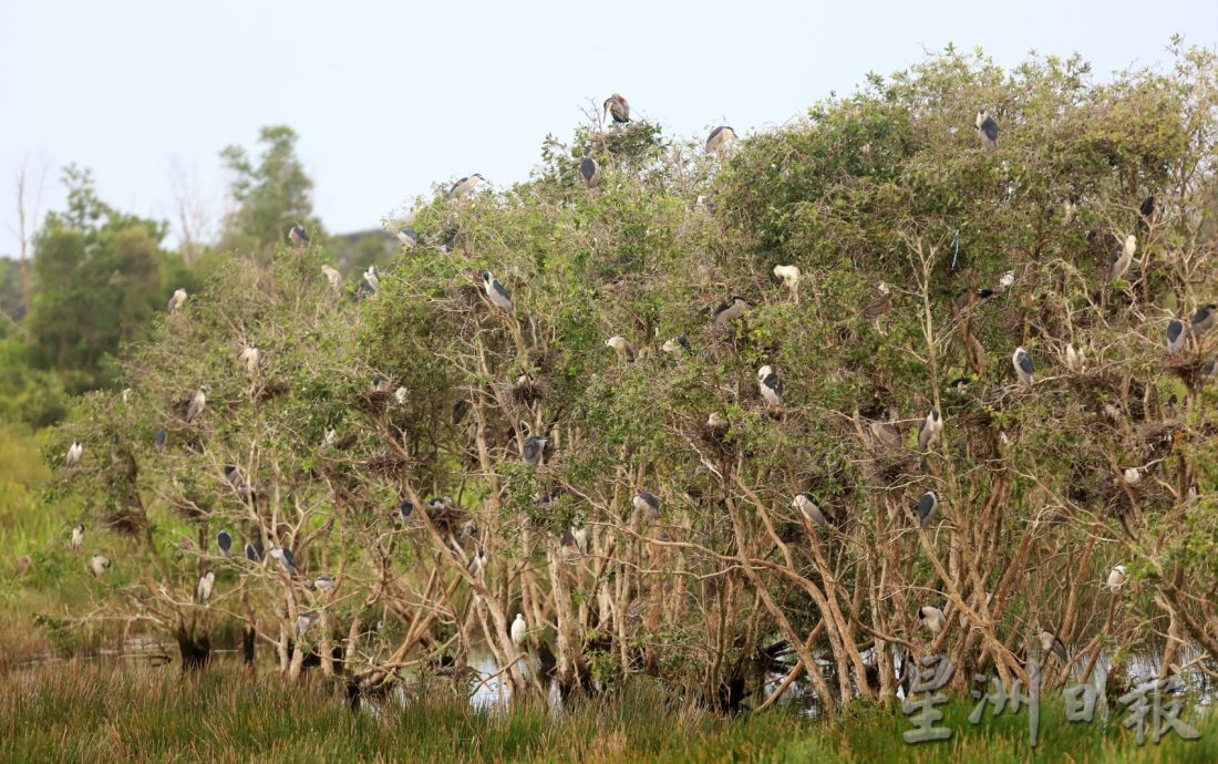 (古城封面主文)湿地被发展土地取代·候鸟消失殆尽 可惜!