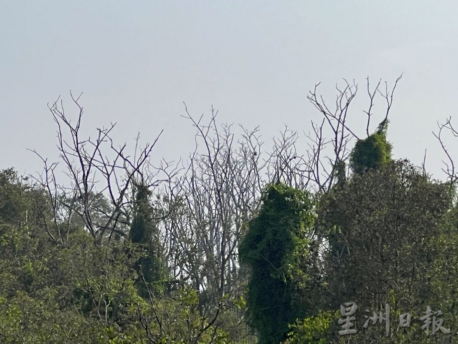 (古城封面主文)湿地被发展土地取代·候鸟消失殆尽 可惜!