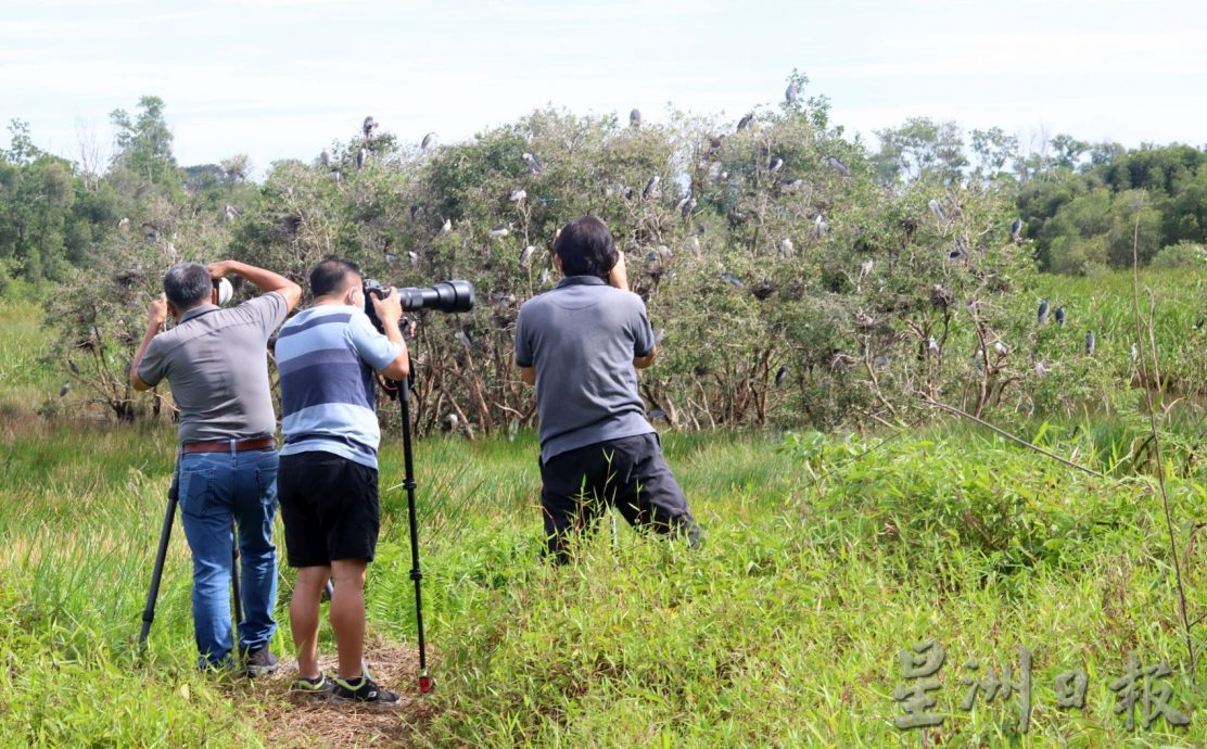 (古城封面主文)湿地被发展土地取代·候鸟消失殆尽 可惜!