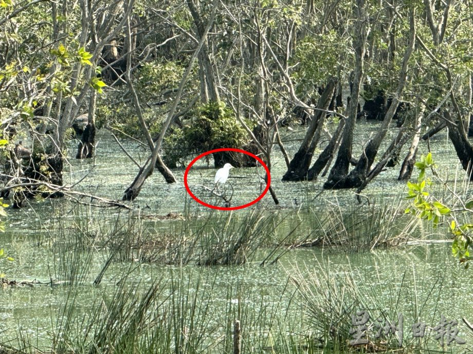(古城封面主文)湿地被发展土地取代·候鸟消失殆尽 可惜!