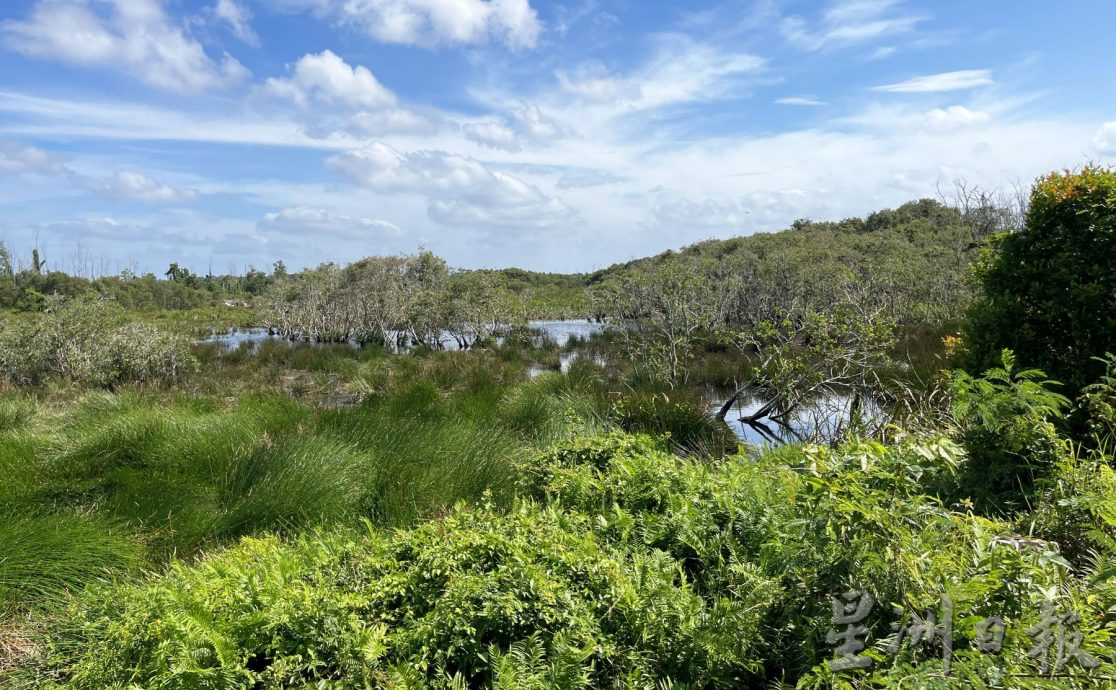 (古城封面主文)湿地被发展土地取代·候鸟消失殆尽 可惜!