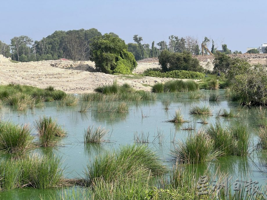 (古城封面主文)湿地被发展土地取代·候鸟消失殆尽 可惜!