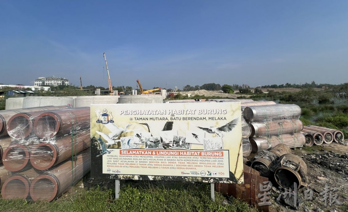 (古城封面主文)湿地被发展土地取代·候鸟消失殆尽 可惜!