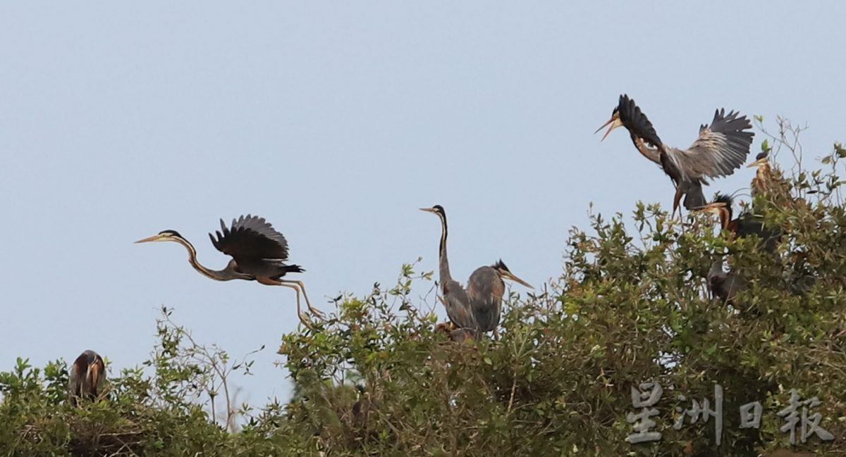 (古城封面主文)湿地被发展土地取代·候鸟消失殆尽 可惜!