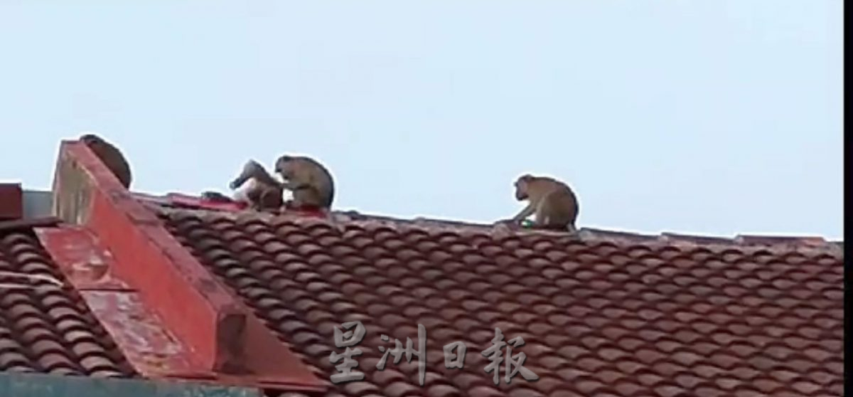 （古城封面主文）猴子入侵住宅区拆家·掀屋瓦 凉蓬大小便