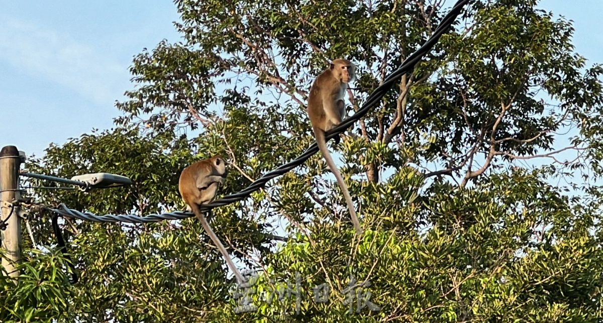 （古城封面主文）猴子入侵住宅区拆家·掀屋瓦 凉蓬大小便