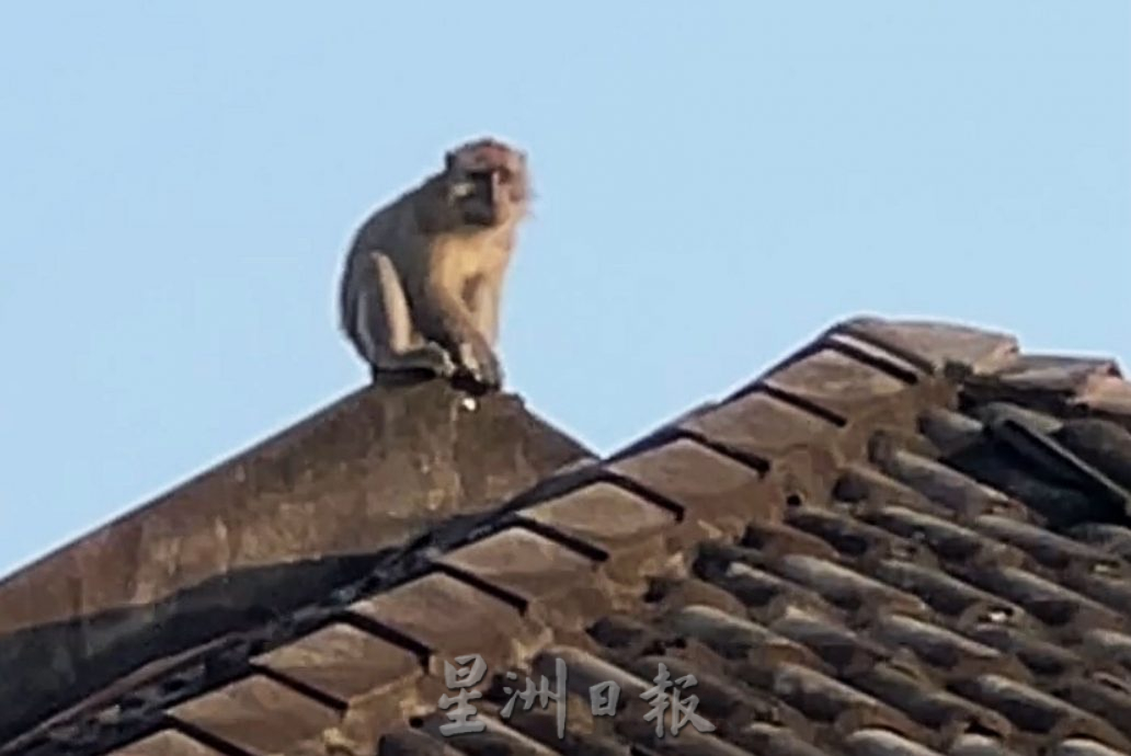 （古城封面主文）猴子入侵住宅区拆家·掀屋瓦 凉蓬大小便