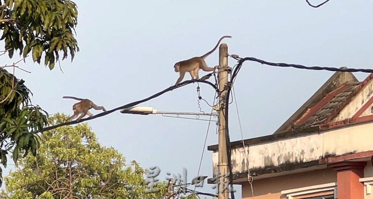 （古城封面主文）猴子入侵住宅区拆家·掀屋瓦 凉蓬大小便