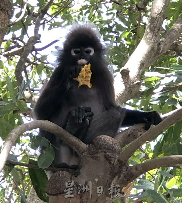 （古城封面主文）猴子入侵住宅区拆家·掀屋瓦 凉蓬大小便