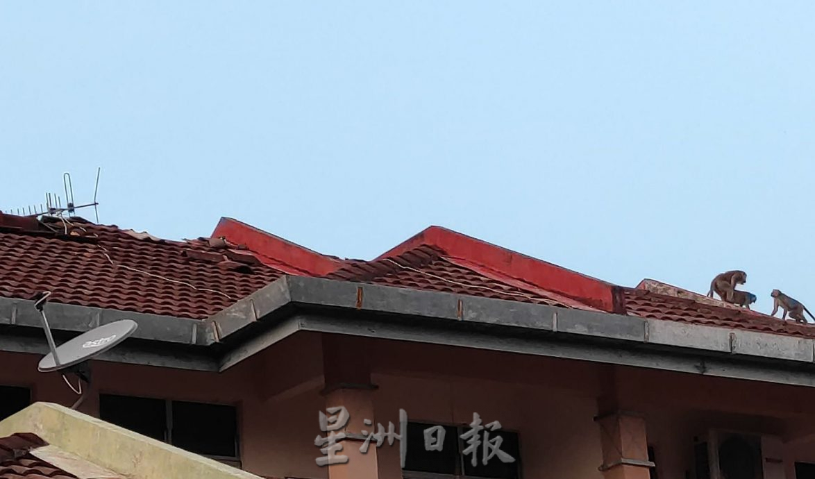 （古城封面主文）猴子入侵住宅区拆家·掀屋瓦 凉蓬大小便