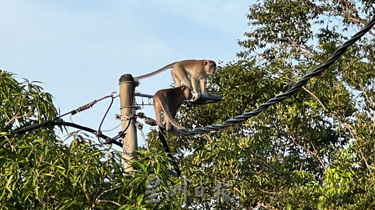 （古城封面主文）猴子入侵住宅区拆家·掀屋瓦 凉蓬大小便