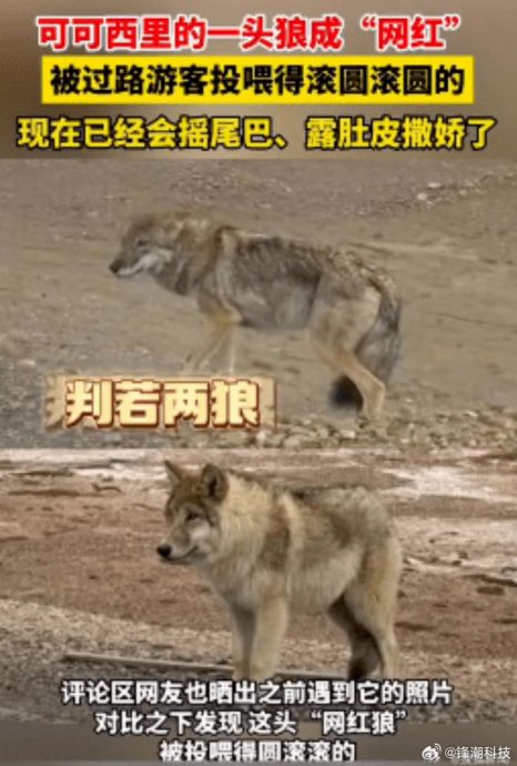 (视频) 拼盘∕野狼被投喂致“胖若两狼” 专家:别喂了