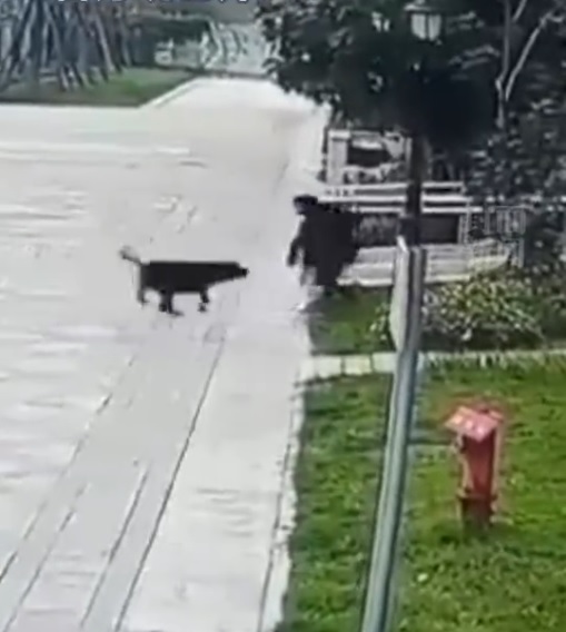 (视频)2岁女童恶犬撕咬致肾伤骨折 网怒要求饲主出面负责