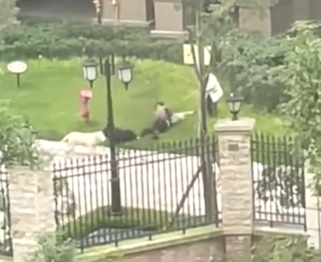 (视频)2岁女童恶犬撕咬致肾伤骨折 网怒要求饲主出面负责