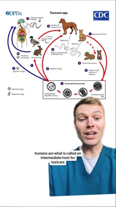 （视频）别把猫狗排泄物冲马桶！ 兽医揭恐染难缠寄生虫　 