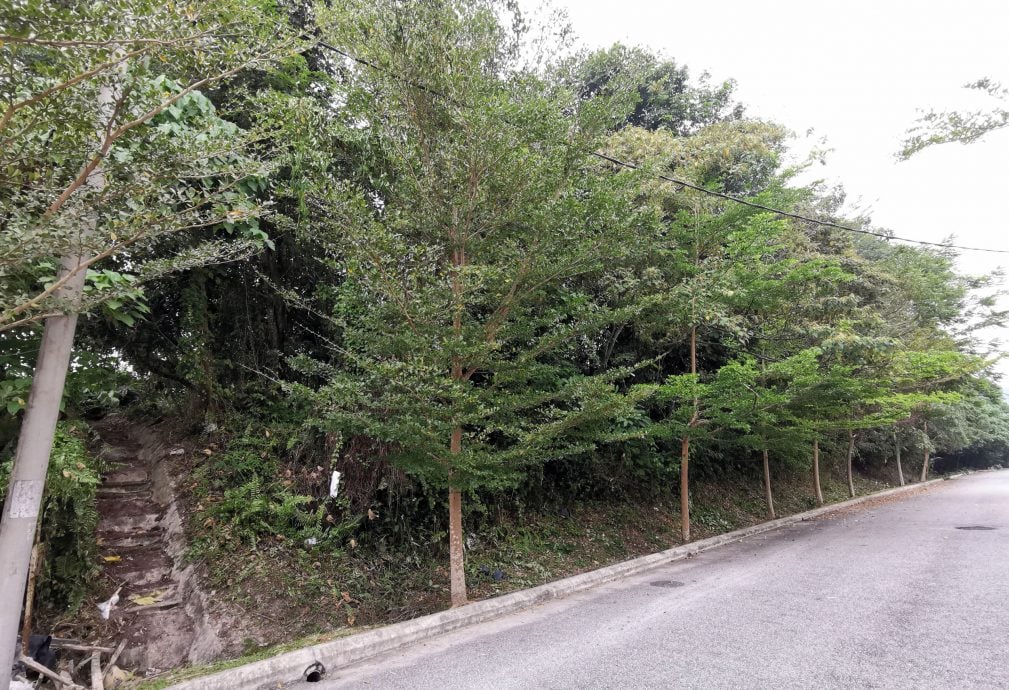 NS芙蓉/具有112年的小甘密华人义山费心寻找3次,义山终于重见天日,