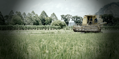 Government policies partly to blame for Malaysia’s looming rice crisis