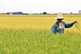 2022总稽查司报告|4亿4887万令吉稻农补贴和奖励拨款未用