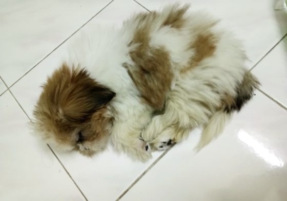 “会收包裹的小狗”，萌萌哒的背后有一段受暴虐经历