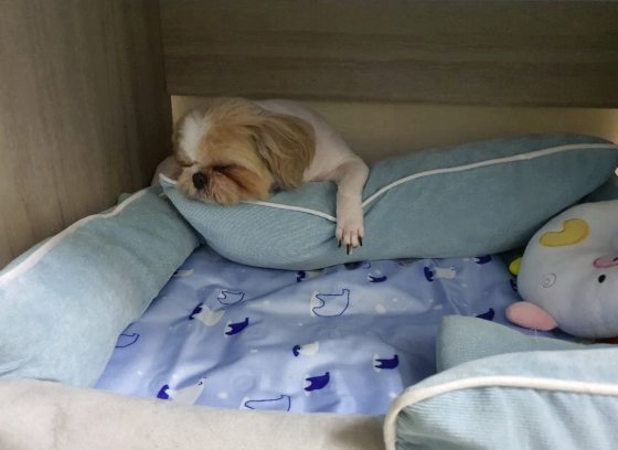 “会收包裹的小狗”，萌萌哒的背后有一段受暴虐经历