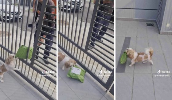 “会收包裹的小狗”，萌萌哒的背后有一段受暴虐经历