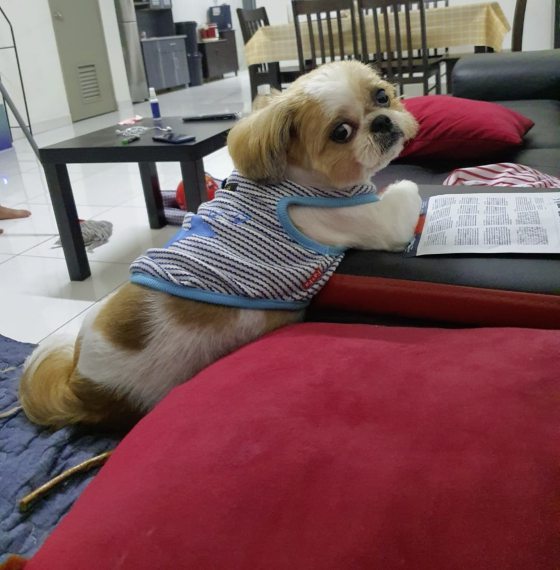 “会收包裹的小狗”，萌萌哒的背后有一段受暴虐经历