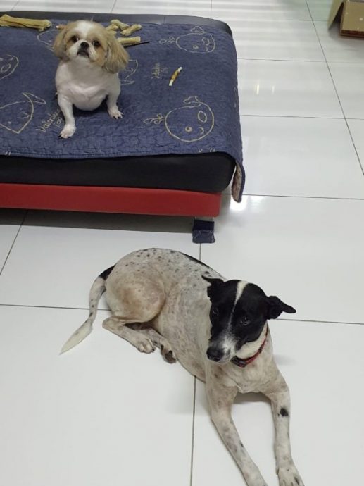 “会收包裹的小狗”，萌萌哒的背后有一段受暴虐经历