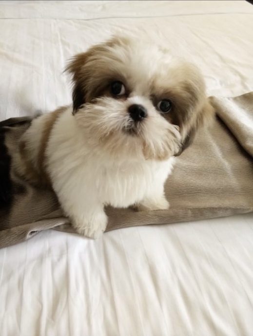 “会收包裹的小狗”，萌萌哒的背后有一段受暴虐经历