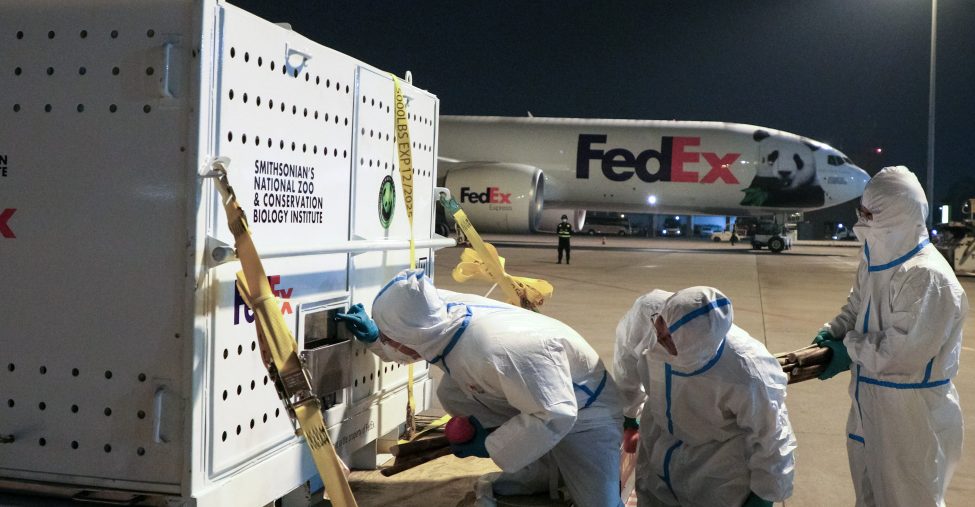 “美香”一家三口回华   中：美仍有4熊猫“友谊使者”