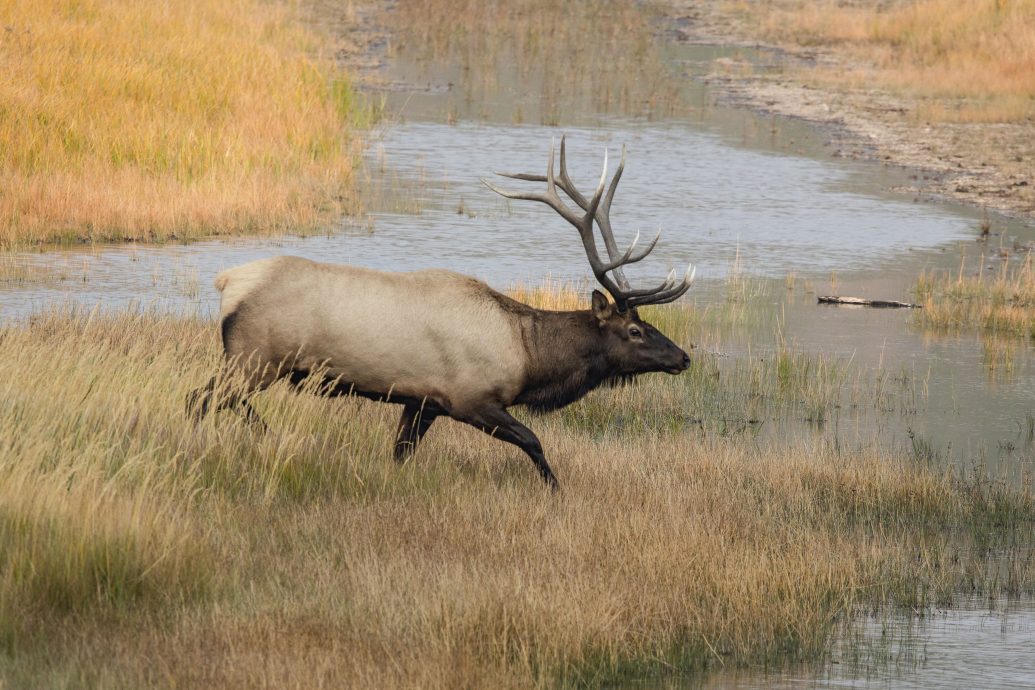 「僵尸鹿」病毒没药医！美加33地沦陷、亚洲也现踪　恐有传人风险 
