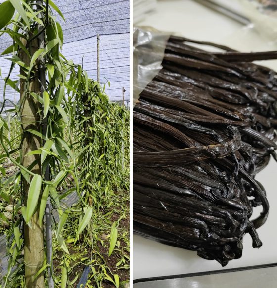 【香草／01】千里寻香获珍宝，一头栽入大溪地香草的农耕之路