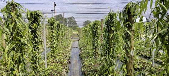 【香草／01】千里寻香获珍宝，一头栽入大溪地香草的农耕之路