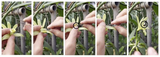 【香草／01】千里寻香获珍宝，一头栽入大溪地香草的农耕之路