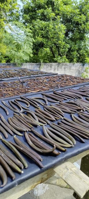 【香草／01】千里寻香获珍宝，一头栽入大溪地香草的农耕之路