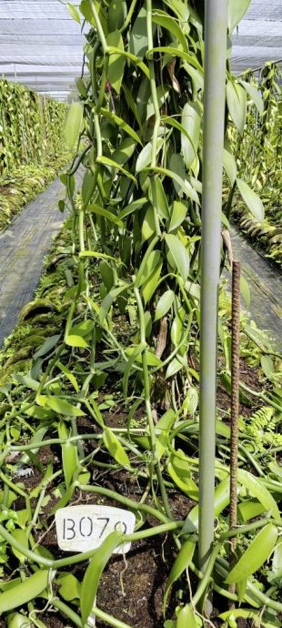 【香草／01】千里寻香获珍宝，一头栽入大溪地香草的农耕之路