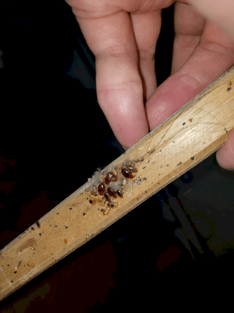 专家授3招防床虱 住酒店别一直开行李箱