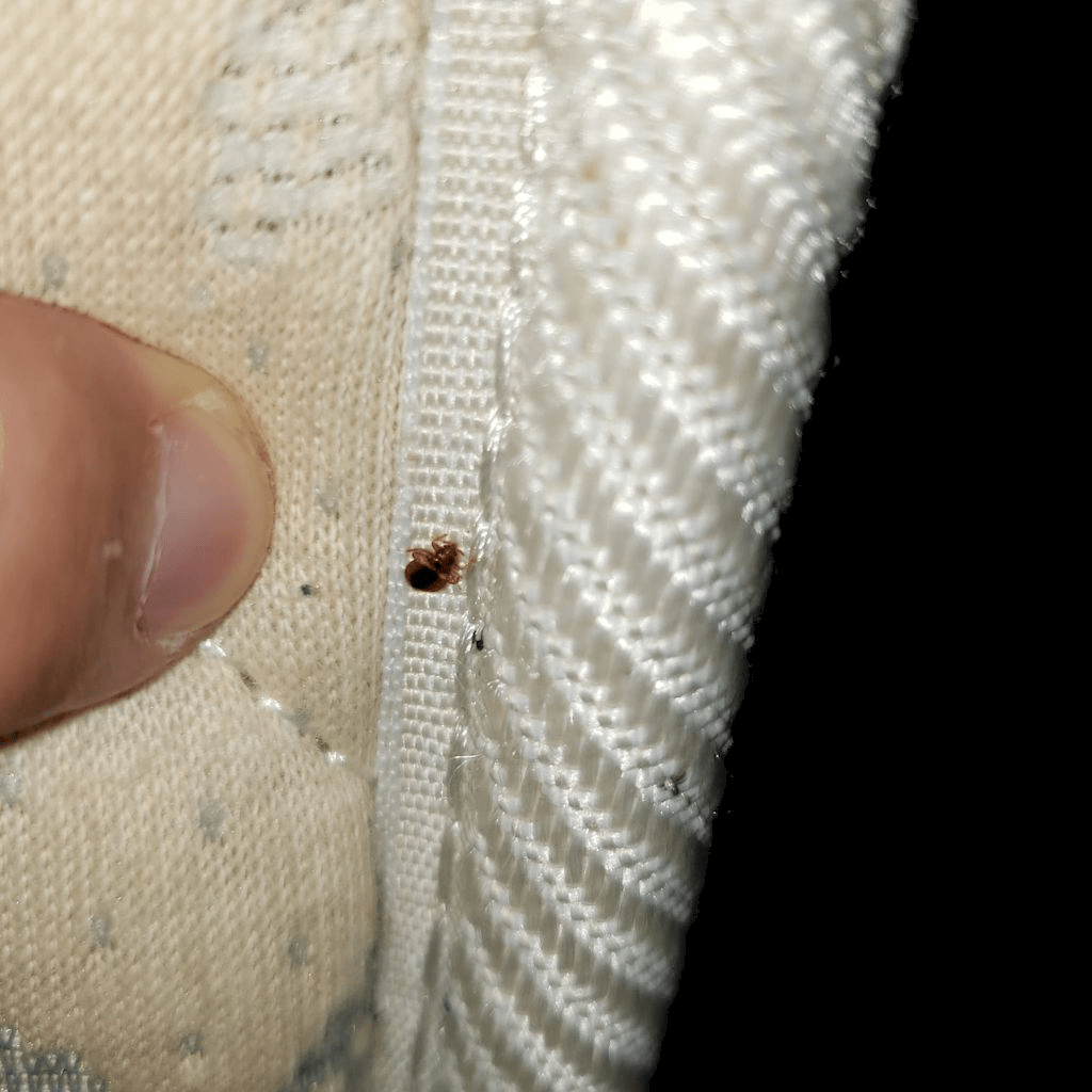 专家授3招防床虱 住酒店别一直开行李箱