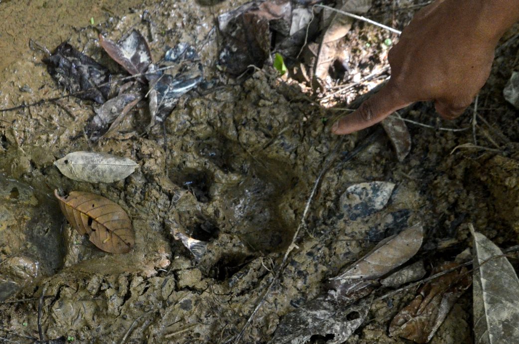 东：位于双溪德拉垦殖区的甘榜瑟柏浪现虎爪，居民担惊受怕！