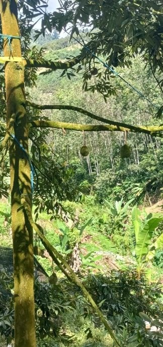 东：榴梿季节来到尾声，明年2月华人新年没有榴梿吃